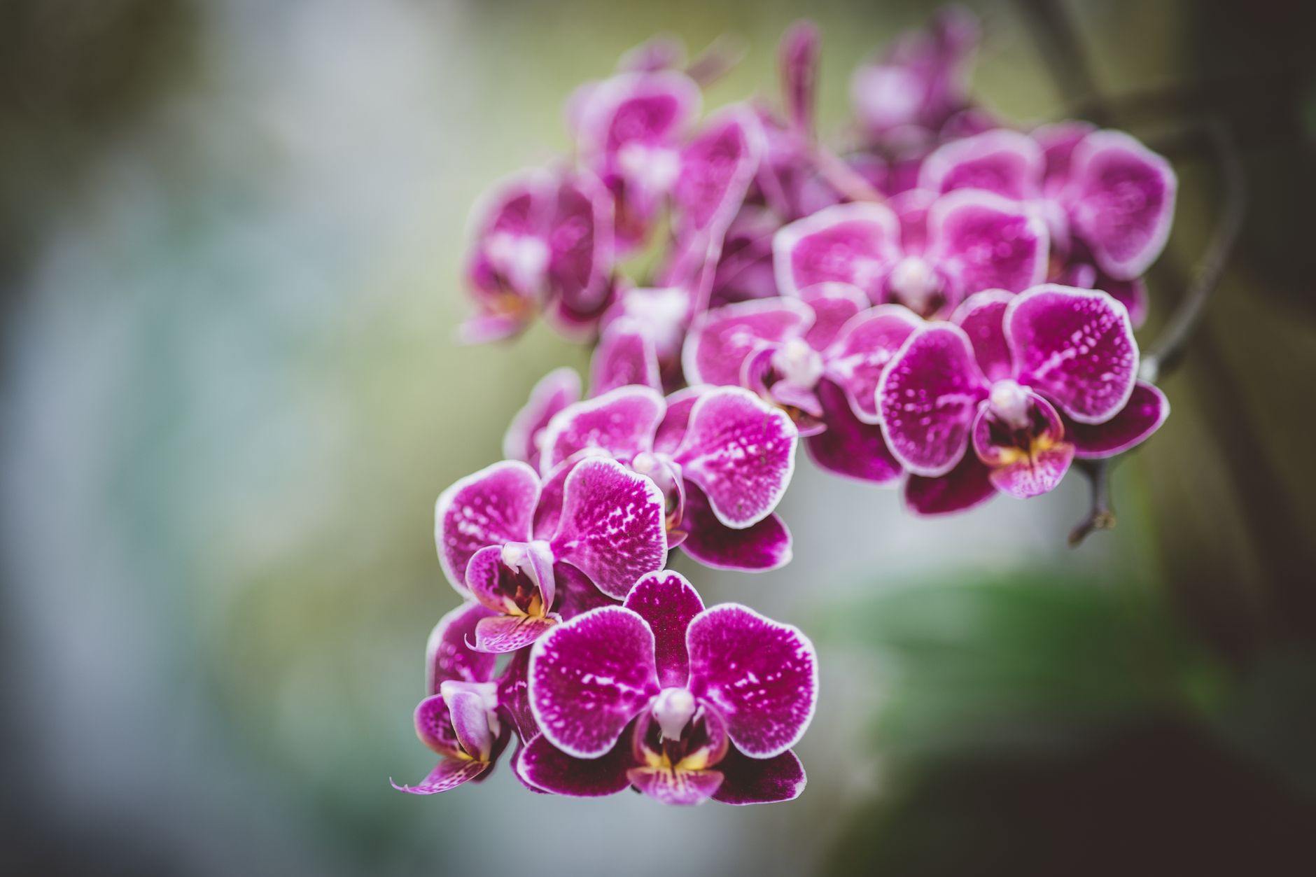 orchidée singe fleur