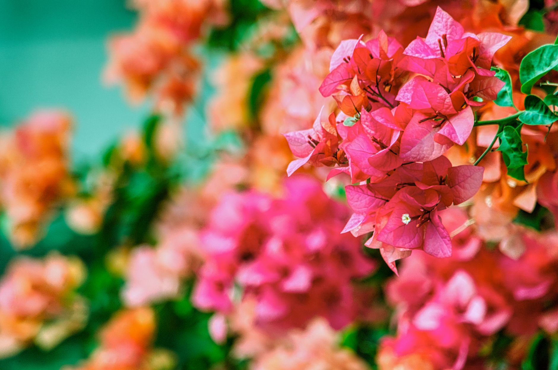 bougainvillier gel