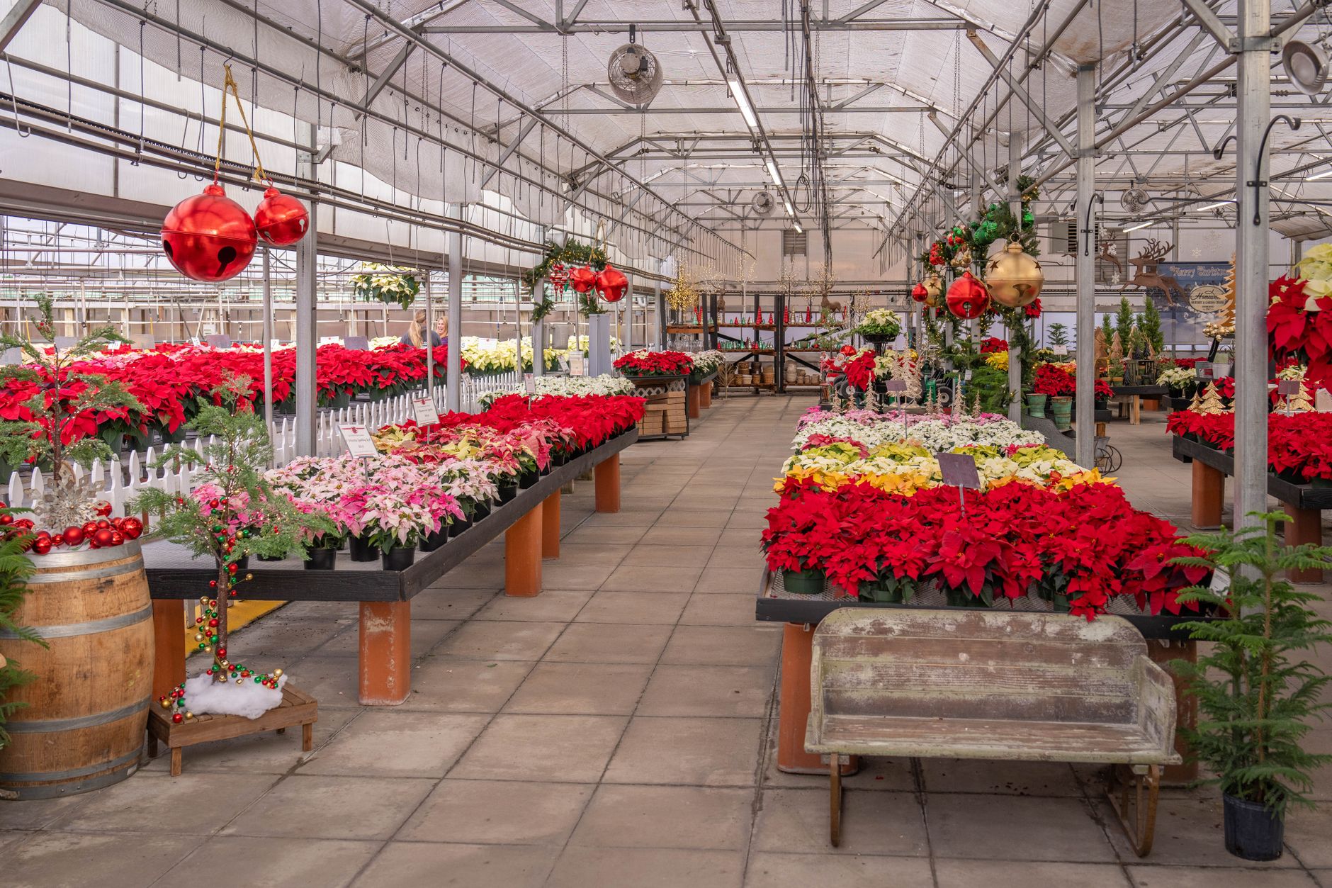 poinsettia rouge intérieur