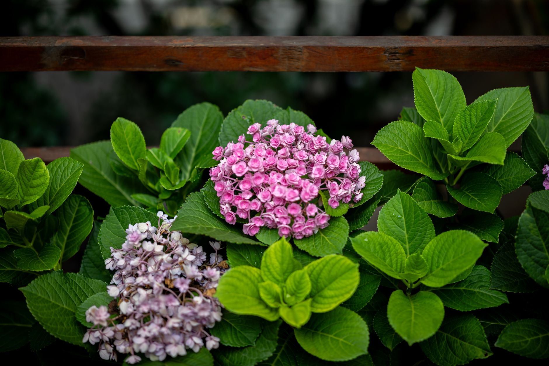 hortensia terre jardin