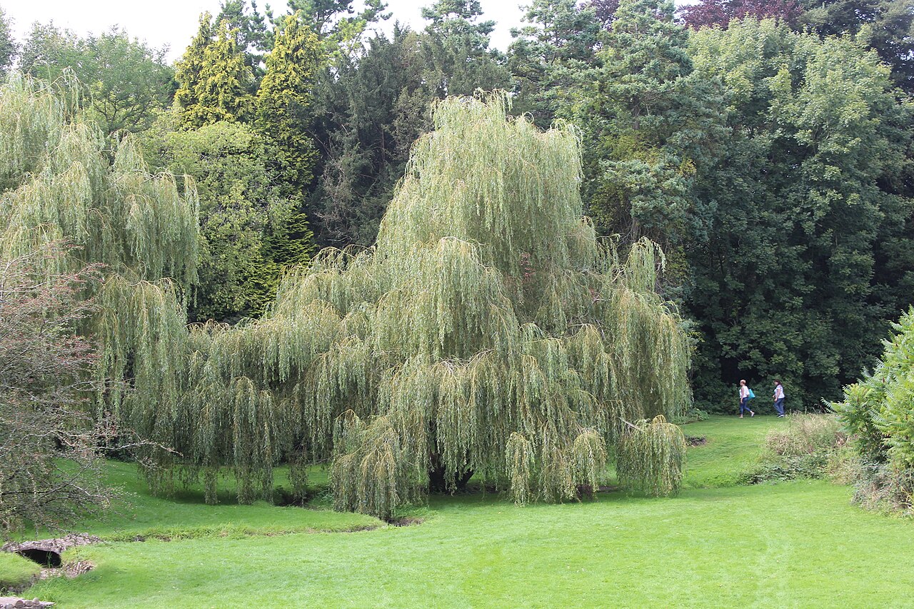 saule pleureur jardin