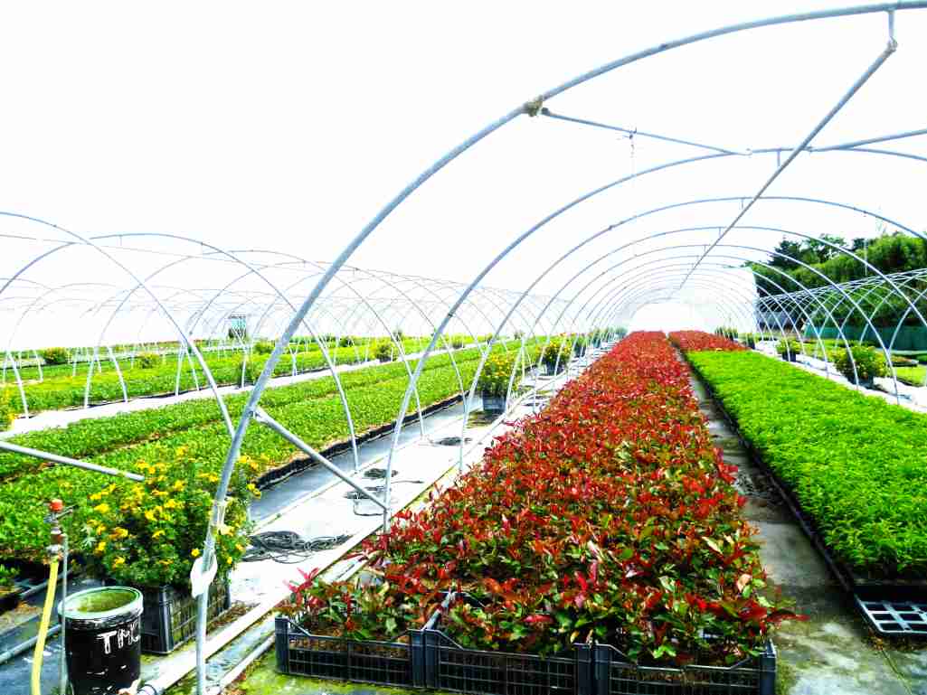 Barquette de jeunes plants fleuris en mottes prêts à être repiqués, comme ceux du catalogue Jardin Express